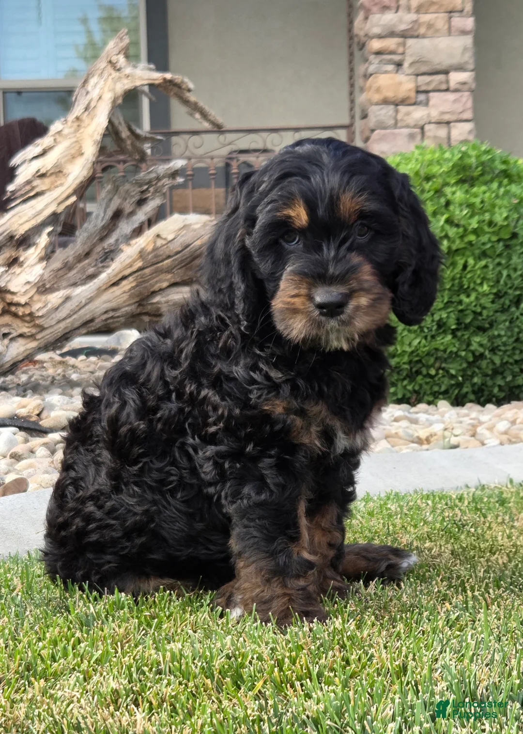 Goldendoodle dogs for sale: Rosie - Ad 1