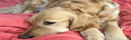 Golden Retriever dogs for sale: Golden Retriever 6 - Ad 2