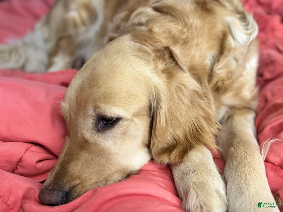 Golden Retriever dogs for sale: Golden Retriever 6 - Ad 2