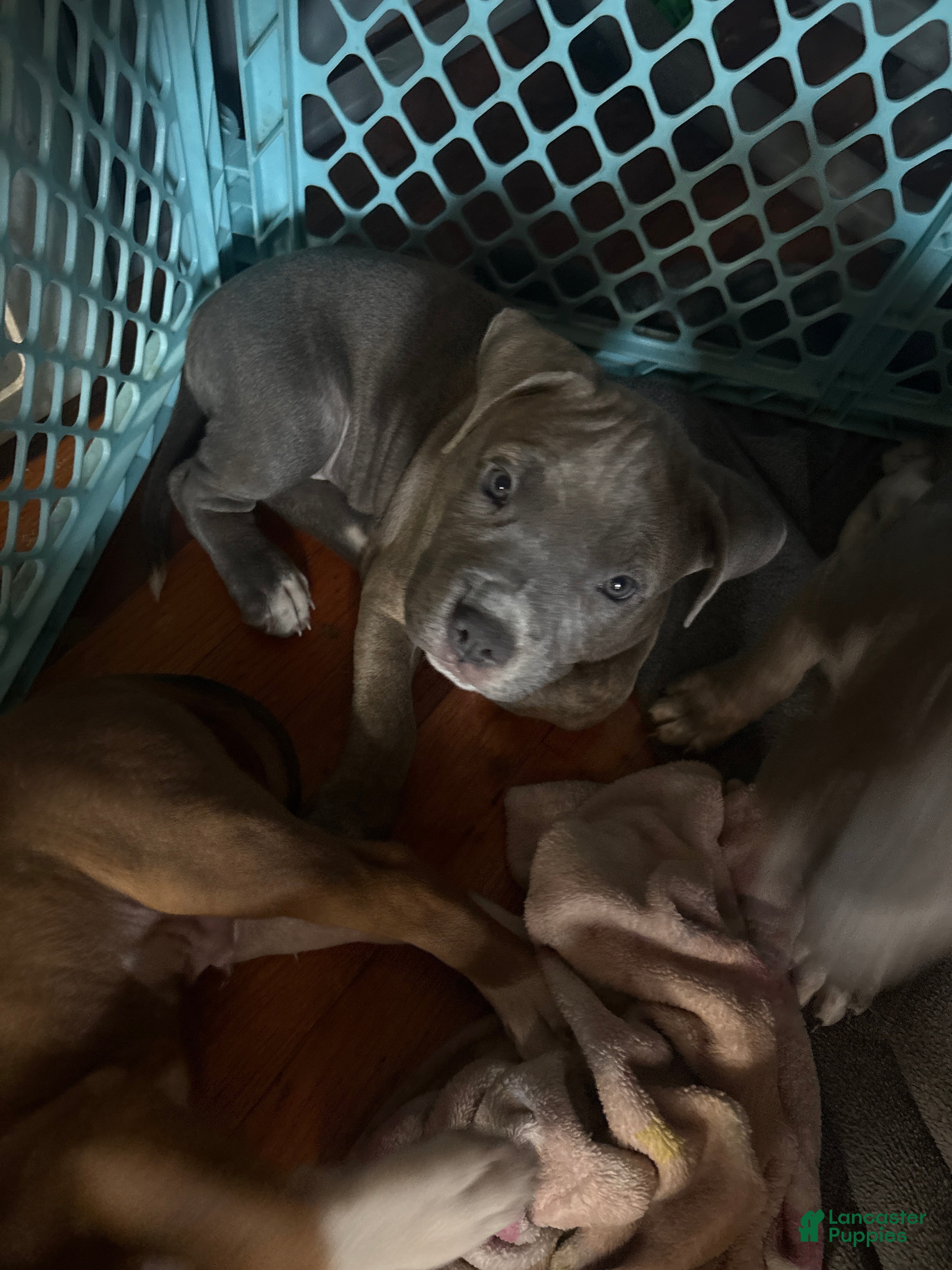 Mixed Breed dogs Mixed Breed 5 - Ad 2