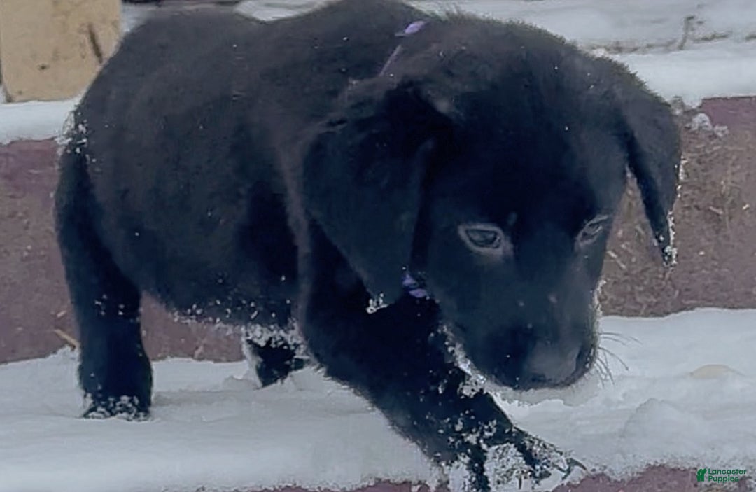 Labrador Retriever dogs for sale: Labrador Retriever Puppy 1 - Ad 7