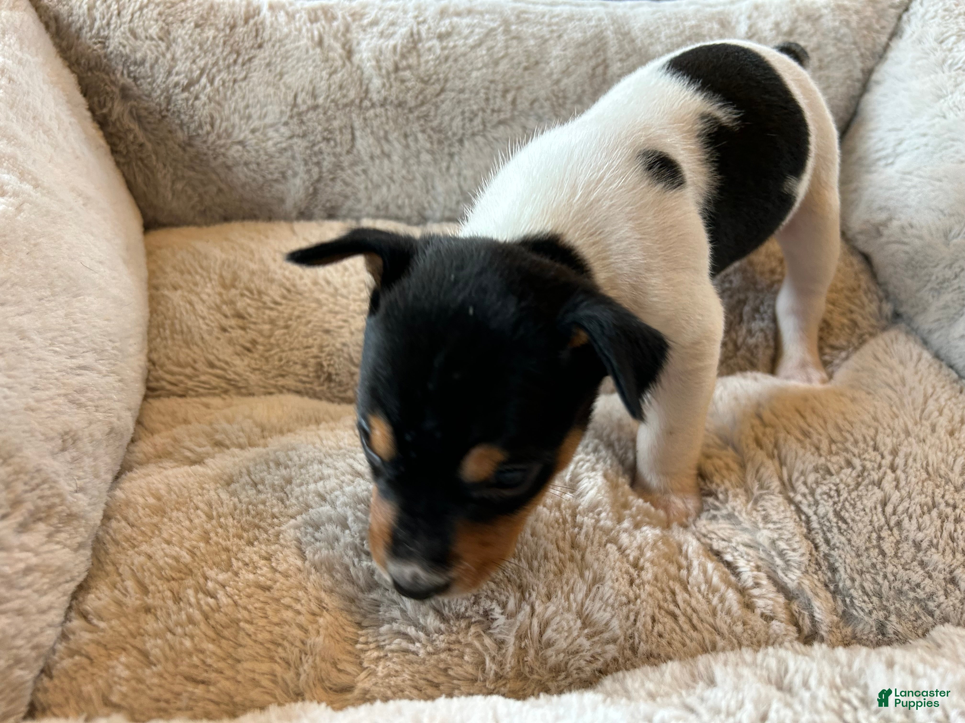 Rat Terrier dogs for sale: Old Dominion terrier George - Ad 3
