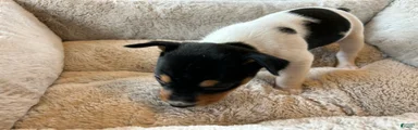 Old Dominion terrier George