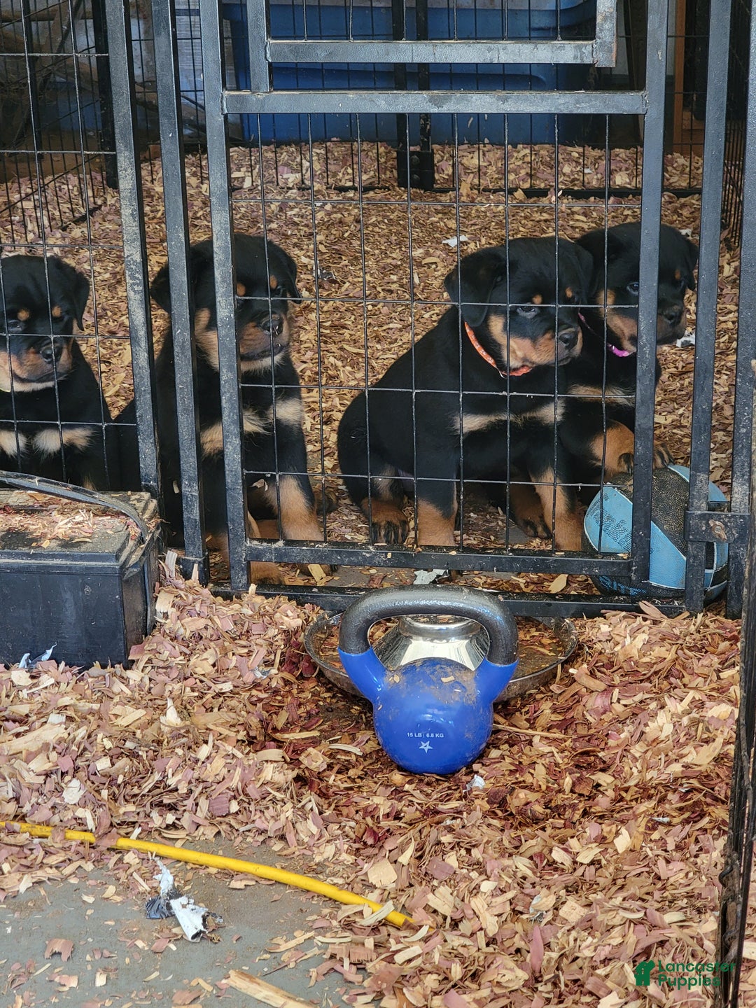 Rottweiler dogs for sale: Rottweiler Puppy 4 - Ad 3