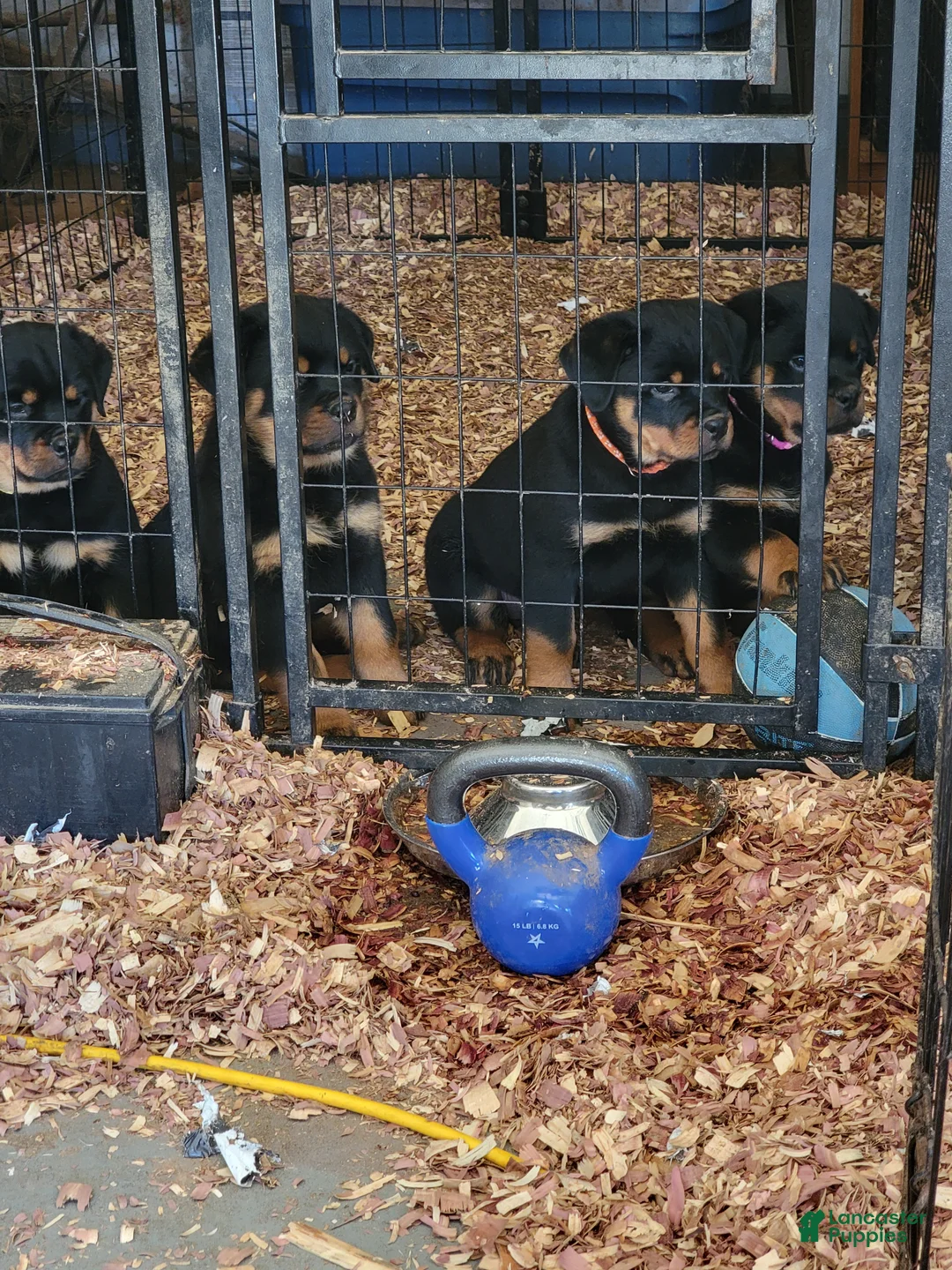 Rottweiler dogs for sale: Rottweiler Puppy 1 - Ad 3