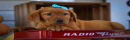Labrador Retriever dogs for sale: NELSON - Ad 15
