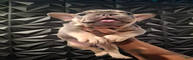 Chip