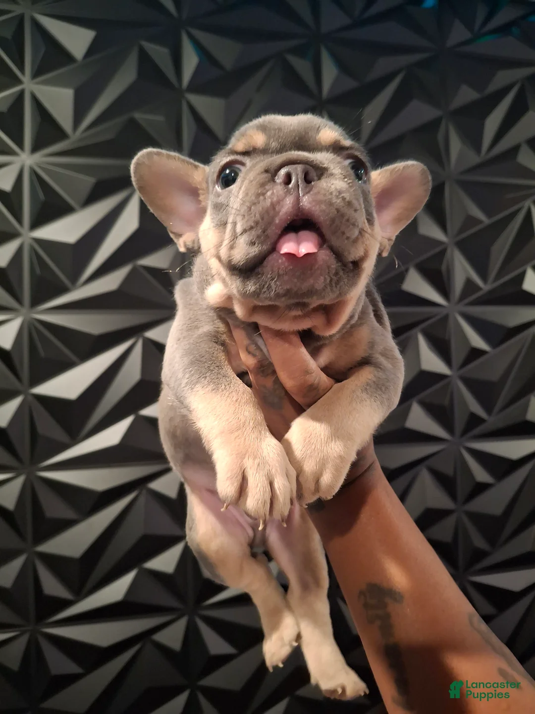 French Bulldog dogs for sale: Chip - Ad 1