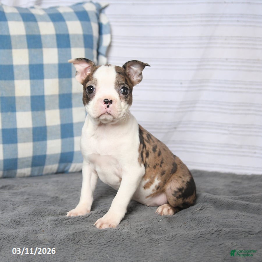 Boston Terrier dogs Fluffy - Ad 1