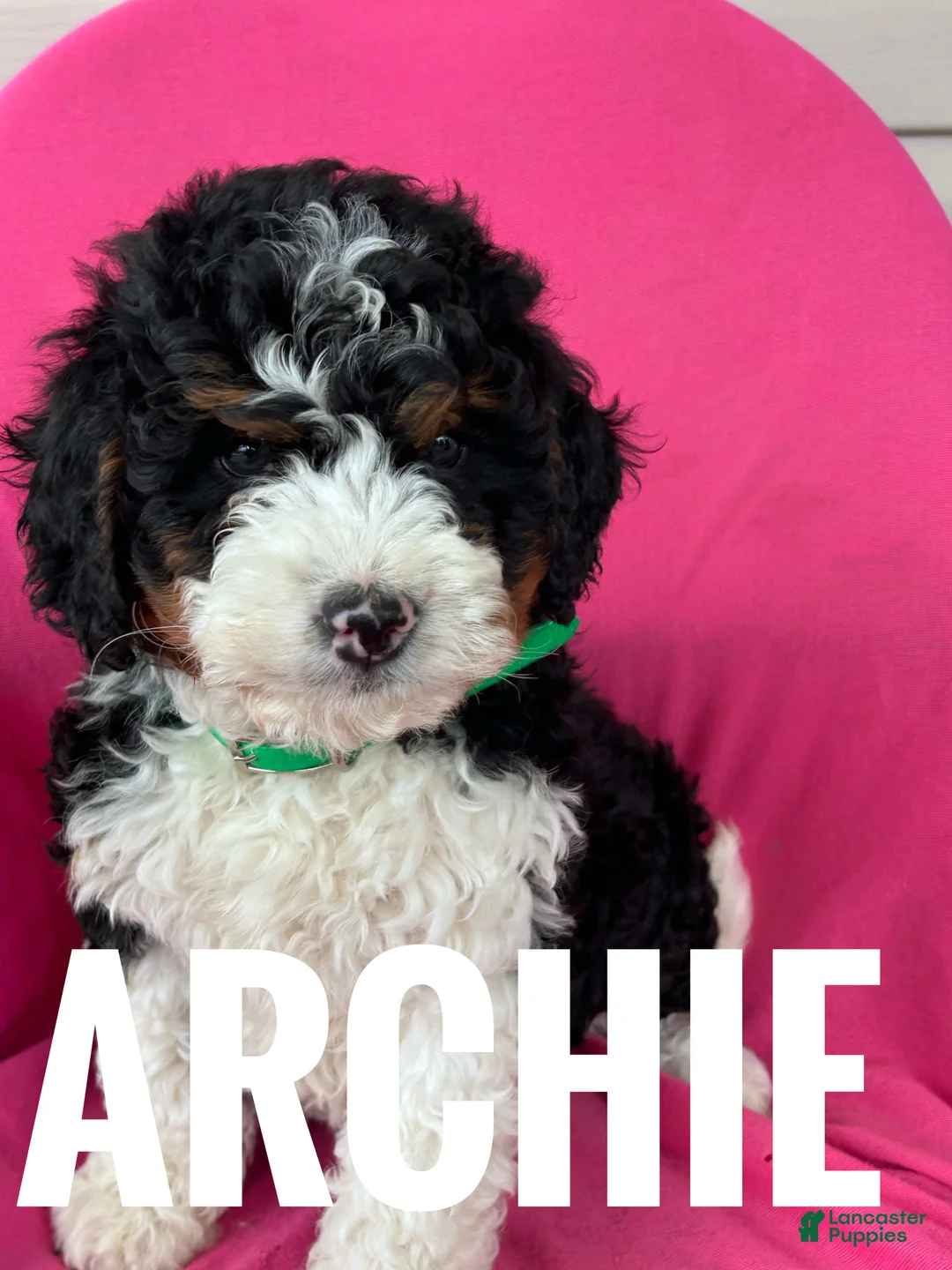 Mini Bernedoodle dogs for sale: ARCHIE - Ad 3