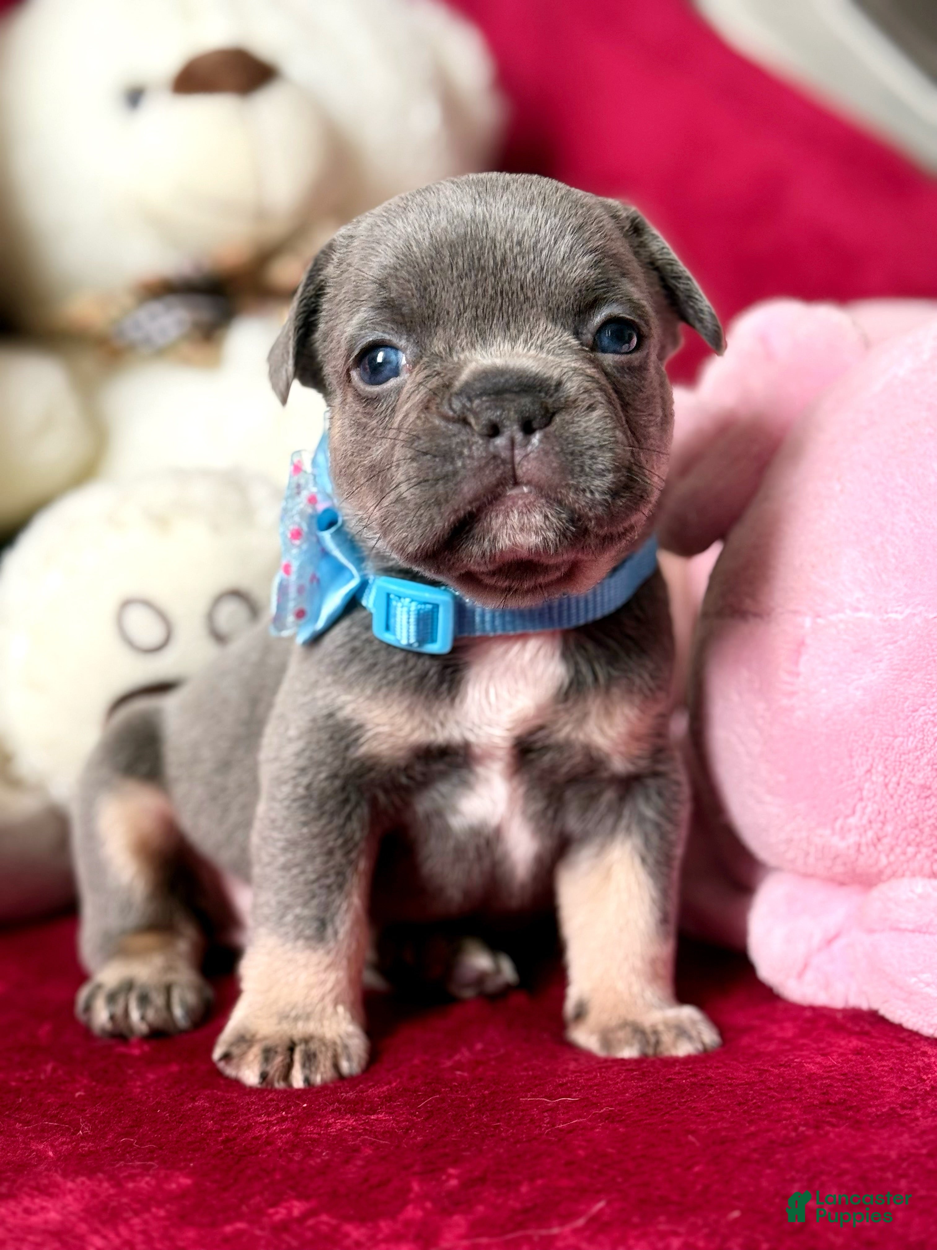 French Bulldog dogs French Bulldog Puppy 1 - Ad 1