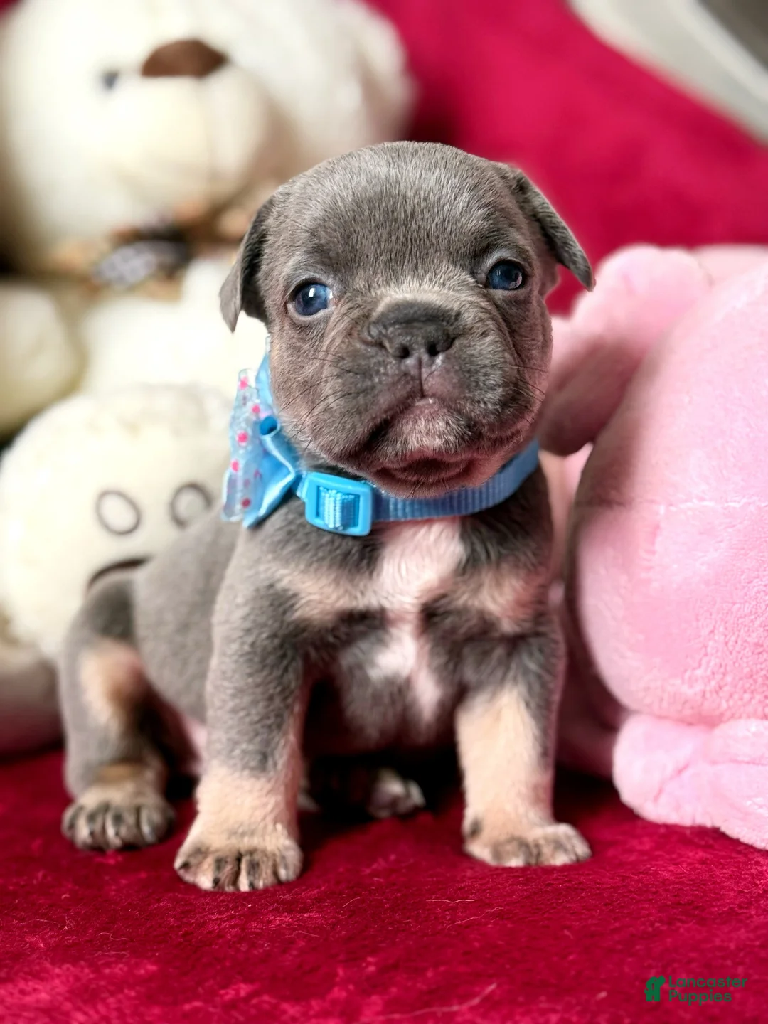 French Bulldog dogs for sale: French Bulldog Puppy 1 - Ad 1