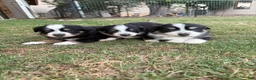 Australian Shepherd dogs for sale: Cherry - Female 4 - Ad 2