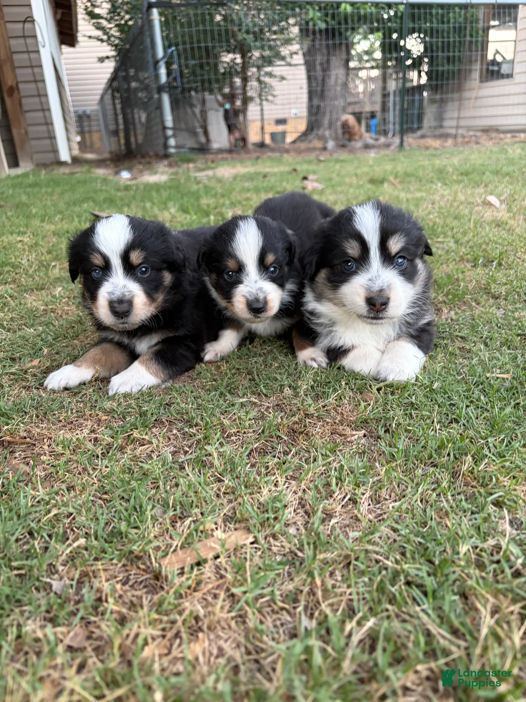 Australian Shepherd dogs for sale: Cherry - Female 4 - Ad 2