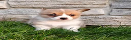 Welsh Corgi Pembroke dogs for sale: Welsh Corgi Pembroke 1 - Ad 5