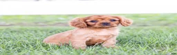Cavalier King Charles Spaniel dogs for sale: Porky - Ad 1