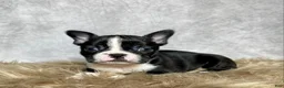 Boston Terrier dogs for sale: Frankie  - Ad 3
