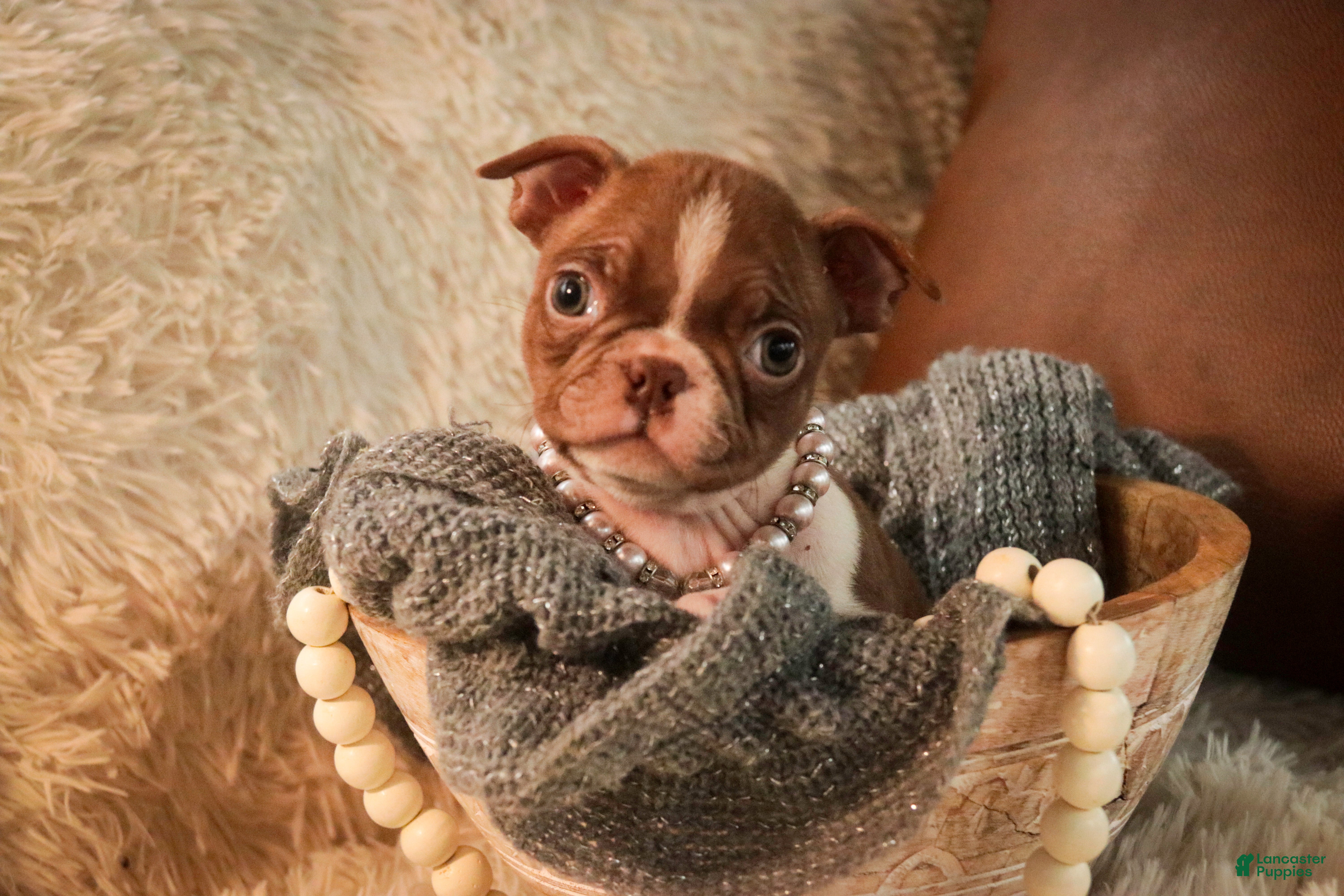 Boston Terrier dogs Kloe - Ad 14