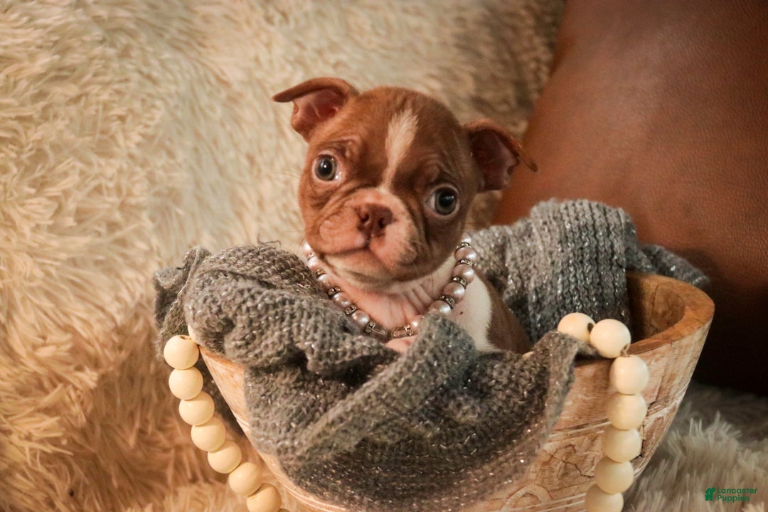 Boston Terrier dogs for sale: Kloe - Ad 1