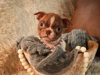 Boston Terrier dogs Kloe - Ad 8