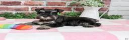 Miniature Schnauzer dogs for sale: Trina - Ad 5