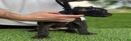 Cane Corso dogs for sale: GEORGIA - Ad 4