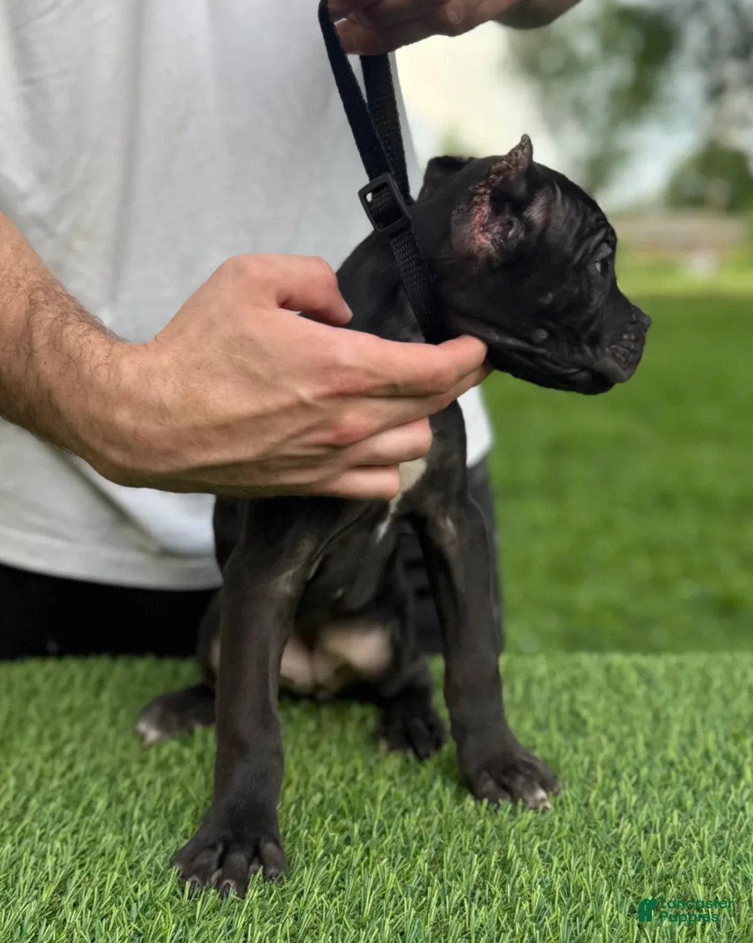 Cane Corso dogs for sale: GEORGIA - Ad 4