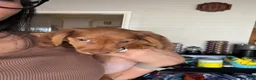Miniature Dachshund dogs for sale: Ginger - Ad 3