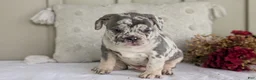 French Bulldog dogs for sale: Falcon - Ad 9