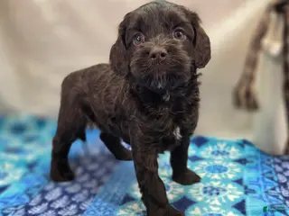 Cockapoo dogs Truffle - Ad 11