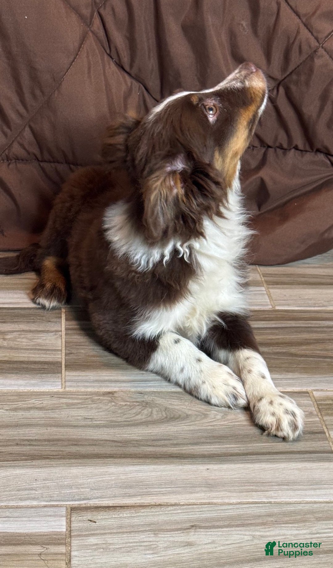 Anatolian Shepherd dogs for sale: Anatolian Shepherd Puppy 4 - Ad 2