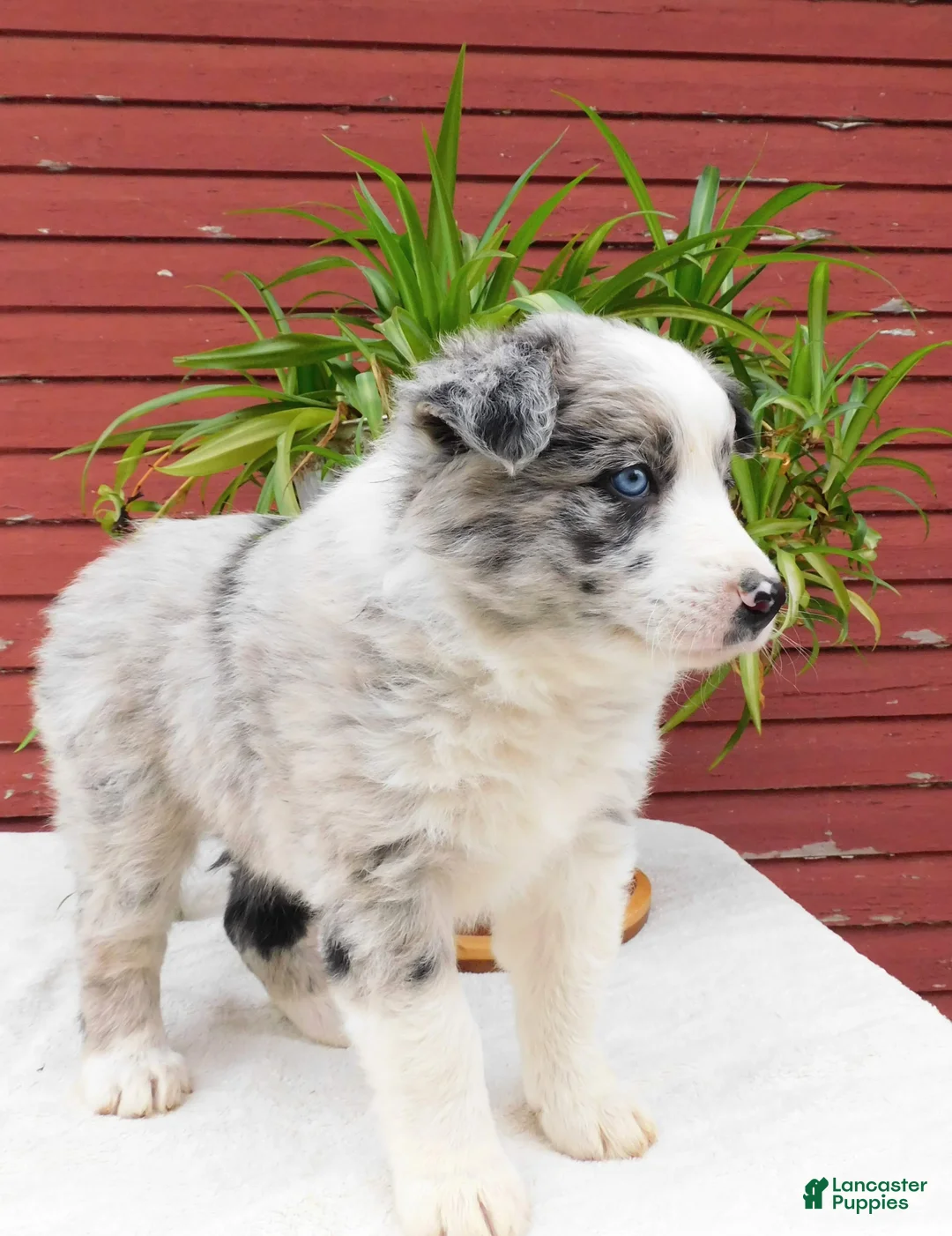 Border Collie dogs for sale: Tanner - Ad 2