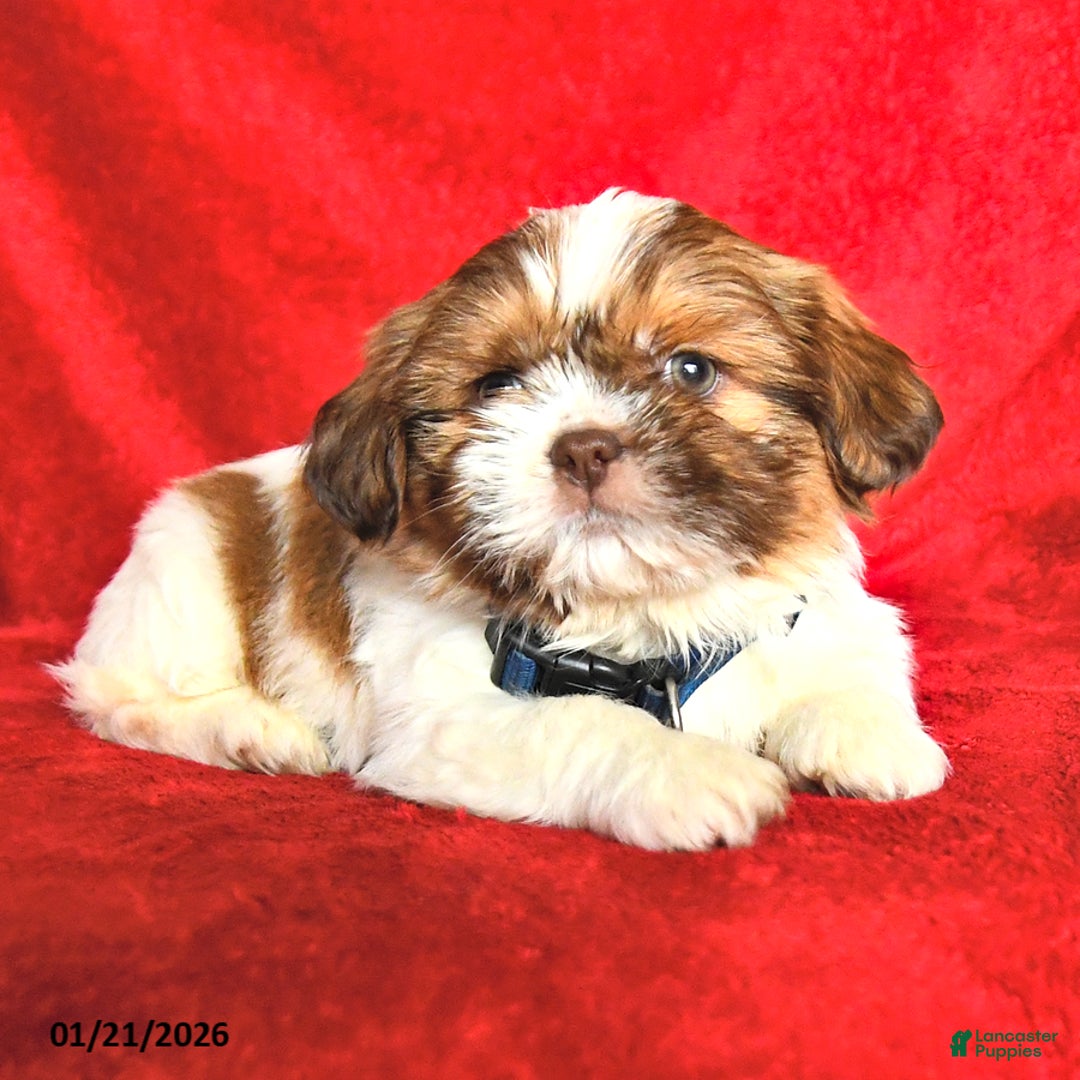 Lhasa Apso dogs for sale: Nancy - Ad 4