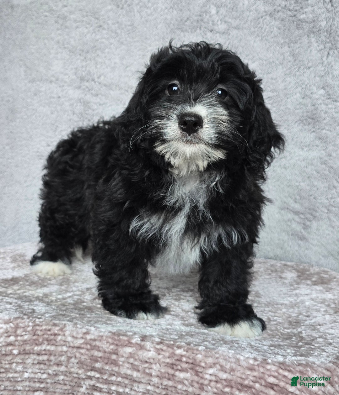 Mini Bernedoodle dogs for sale: Mini Reese - Ad 10