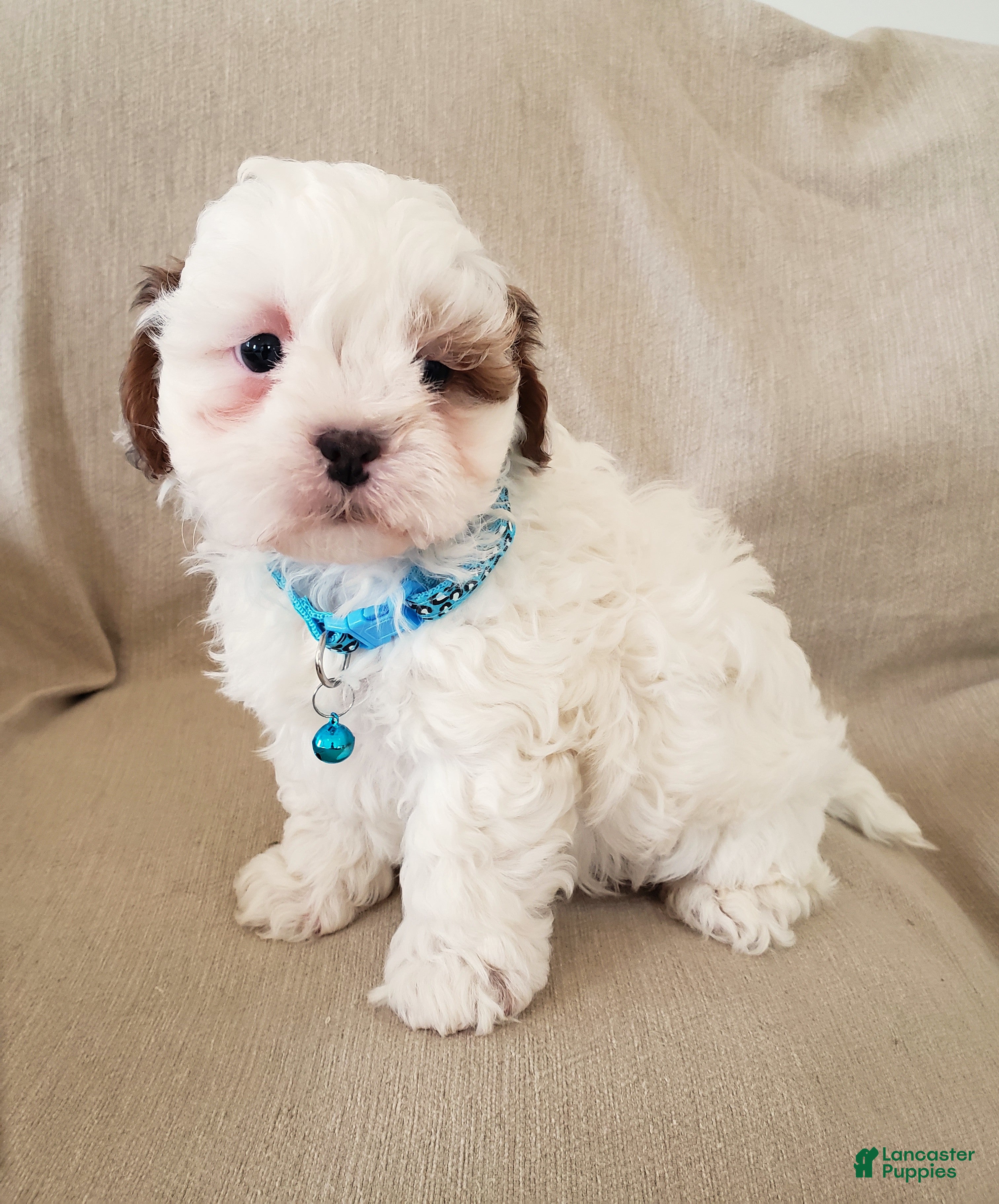 Shihpoo dogs PEANUT - Ad 2