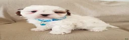 Shihpoo dogs for sale: PEANUT - Ad 2