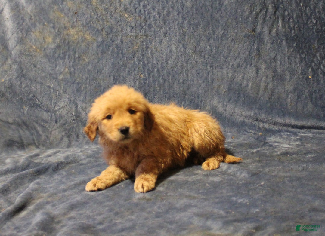 Golden Retriever dogs for sale: Carrie - Ad 2