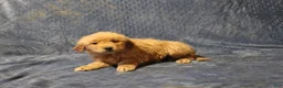 Golden Retriever dogs for sale: Carrie - Ad 2