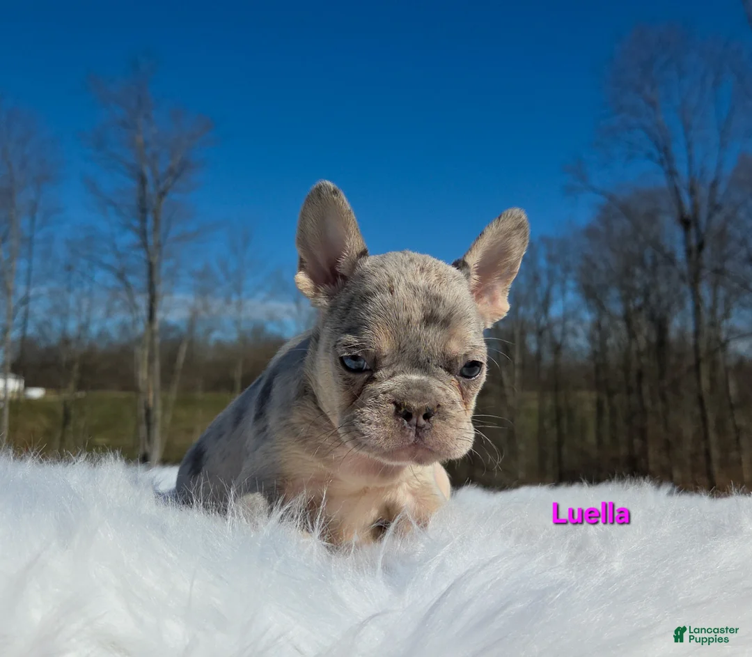 French Bulldog dogs for sale: Luella  - Ad 6