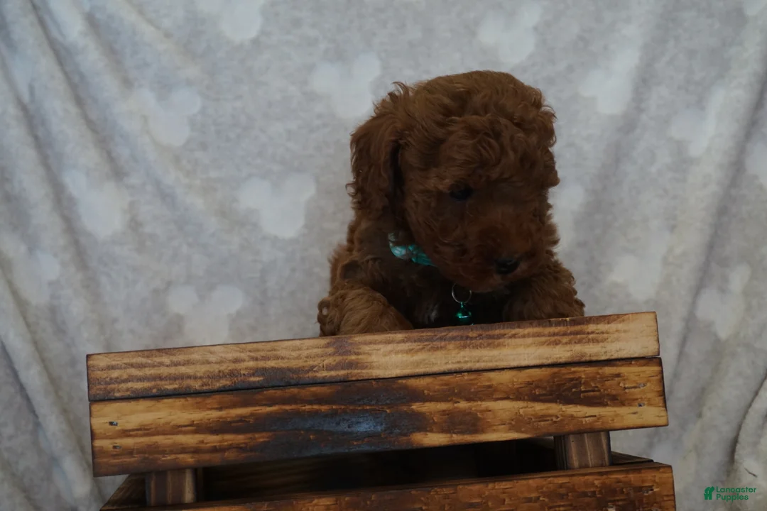 Miniature Poodle dogs for sale: Fiana - Ad 2