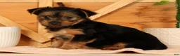 Yorkshire Terrier dogs for sale: Violet - Ad 4