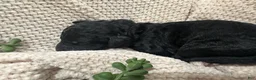 Goldendoodle dogs for sale: Onyx 🧡 - Ad 5