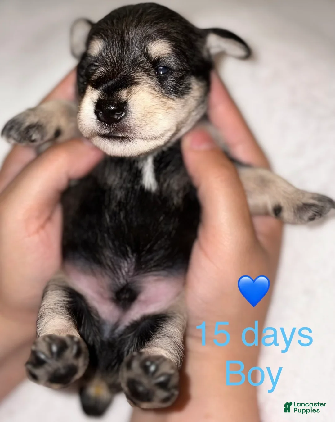 Miniature Schnauzer dogs for sale: Miniature Schnauzer 5 - Ad 2