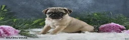 Pug dogs for sale: Greg - Ad 3