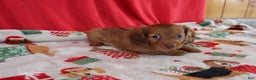 Miniature Dachshund dogs for sale: andrea - Ad 2
