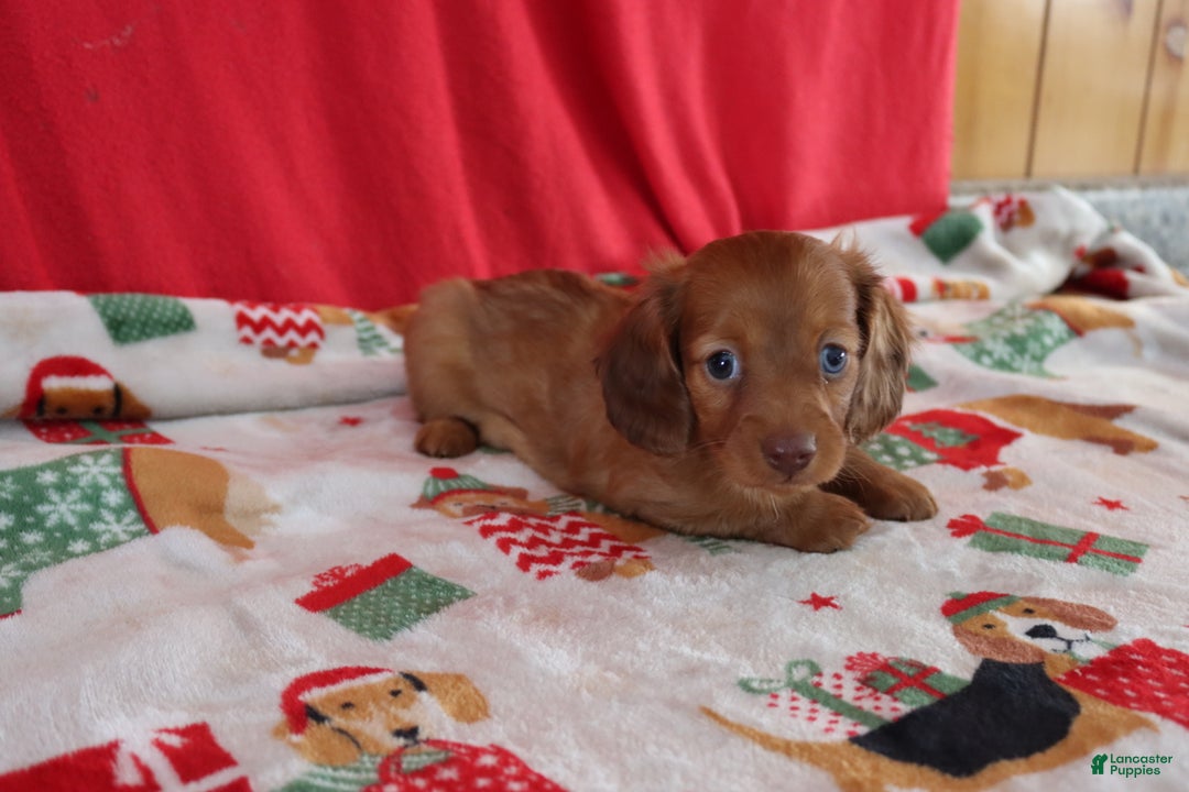 Miniature Dachshund dogs for sale: andrea - Ad 2