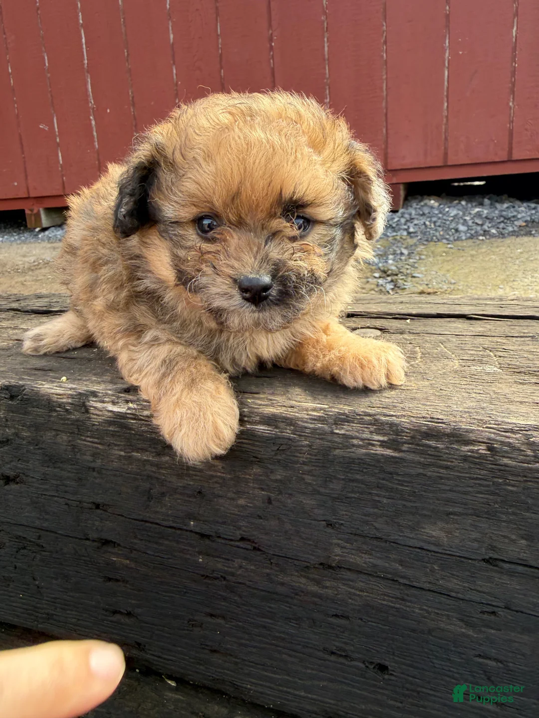 Pomapoo dogs for sale: Daisy - Ad 1