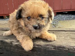 Pomapoo dogs Daisy - Ad 19