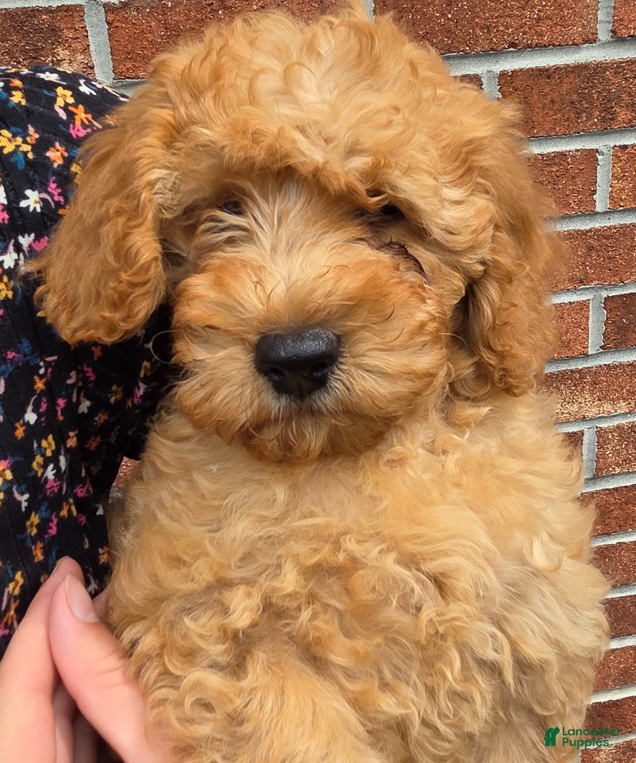 Mini Goldendoodle dogs BLAZE - Mini Goldendoodle Fluffy Puppy - Ad 2