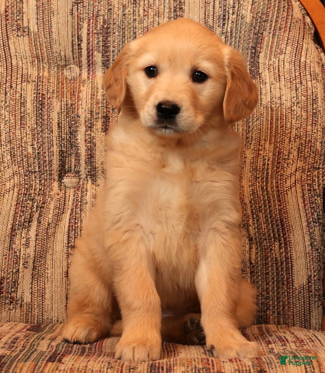 Golden Retriever dogs for sale: Noel - Ad 6